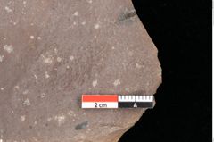 Foto (Detailsansicht) von Quercus palaeoilex Ettingshausen (NHMW-GEO-2024-0188-0761)